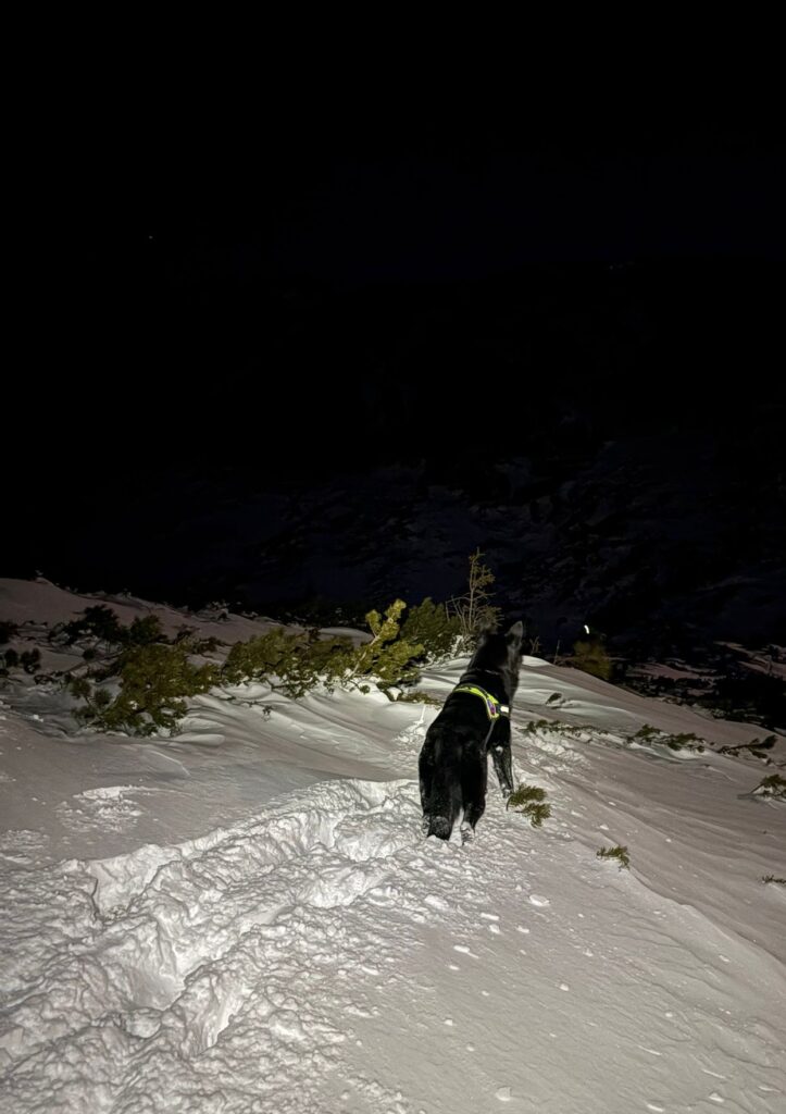 Lavínový pes HZS v noci v hlbokom snehu