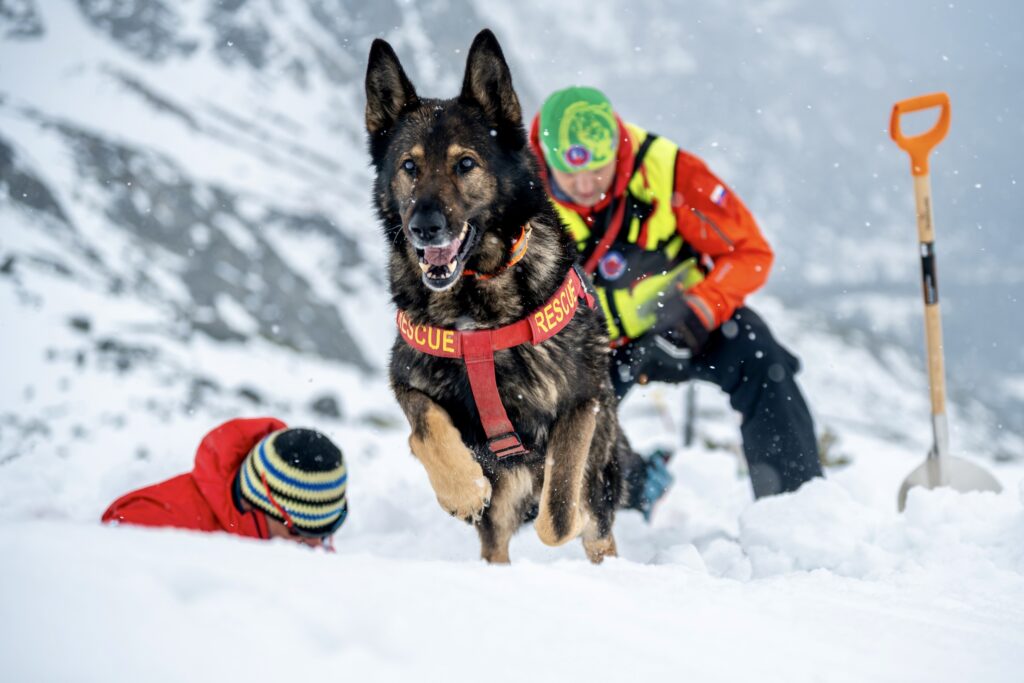 záchranársky pes s kynológmi pri výcviku v lavíne